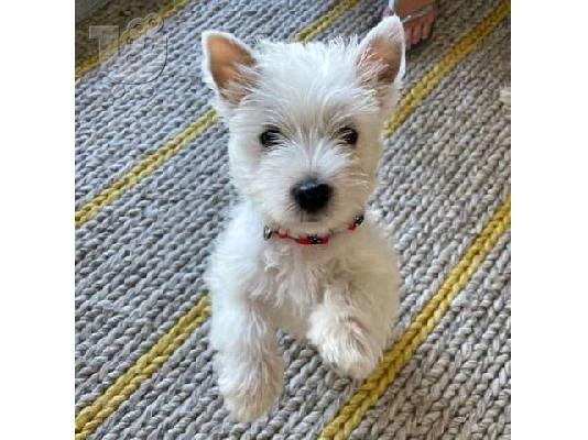 PoulaTo: Kc κουτάβια εγγεγραμμένα West Highland Terrier